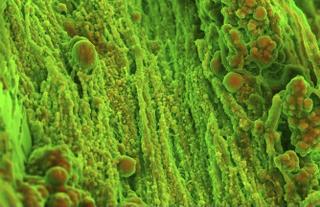 Illustration for article titled The Strange Stories Behind the Year's Best Scientific Images